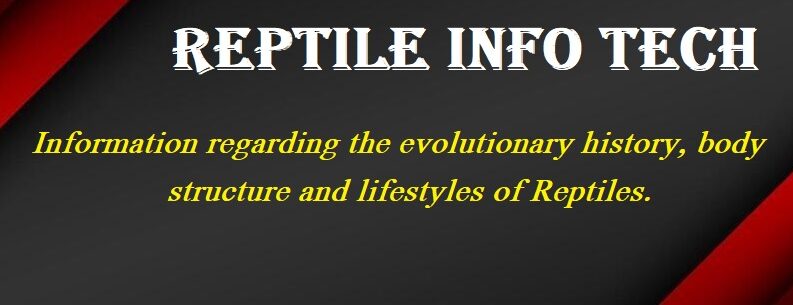 reptileinfotech banner-logo