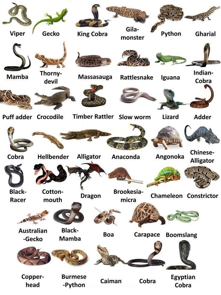 Type Of Reptiles