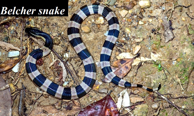 பாம்புகள் - Snakes Introduction - Sea snake