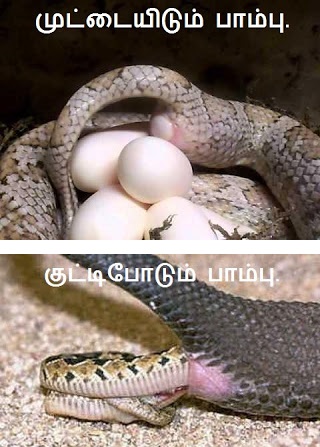 Snakes Introduction egg.