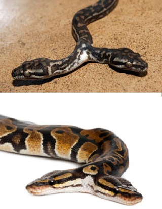 Snakes Introduction.