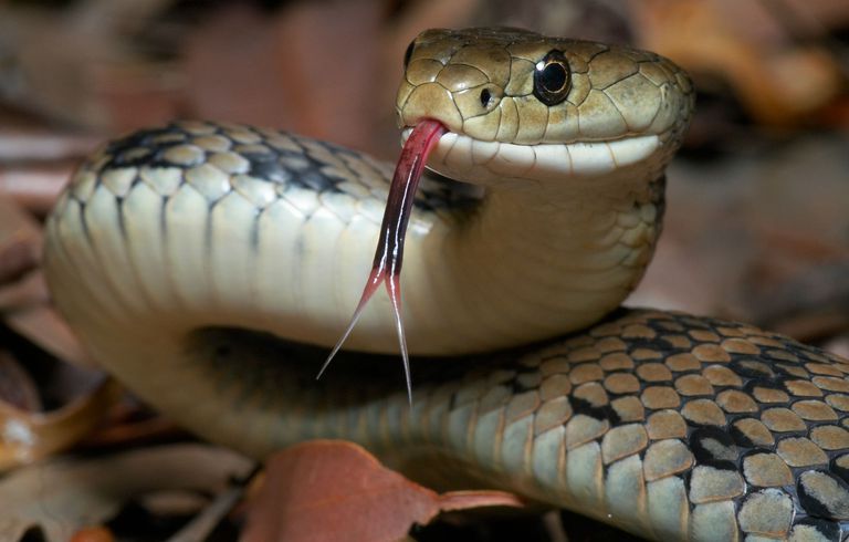 Snakes Introduction snake Tongue